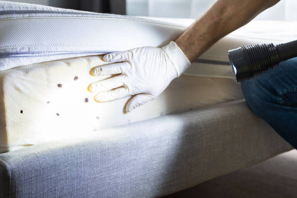 Best Mosquito Control Services  in Granite Quarry, NC