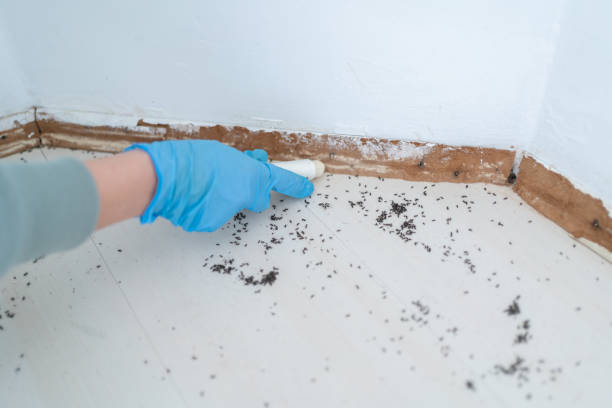 Trusted Granite Quarry, NC Pest Control Experts